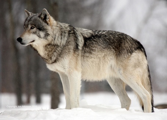 Περιγραφή: https://jon-atkinson.com/Large%20Images%201/Grey%20Wolf%203.jpg