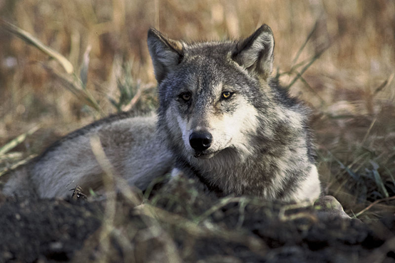 Περιγραφή: Αρχείο:Canis lupus laying in grass.jpg